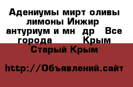 Адениумы,мирт,оливы,лимоны,Инжир, антуриум и мн .др - Все города  »    . Крым,Старый Крым